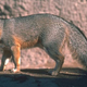 Illustration for article titled Wednesday Woof - Urocyon cinereoargenteus Edition